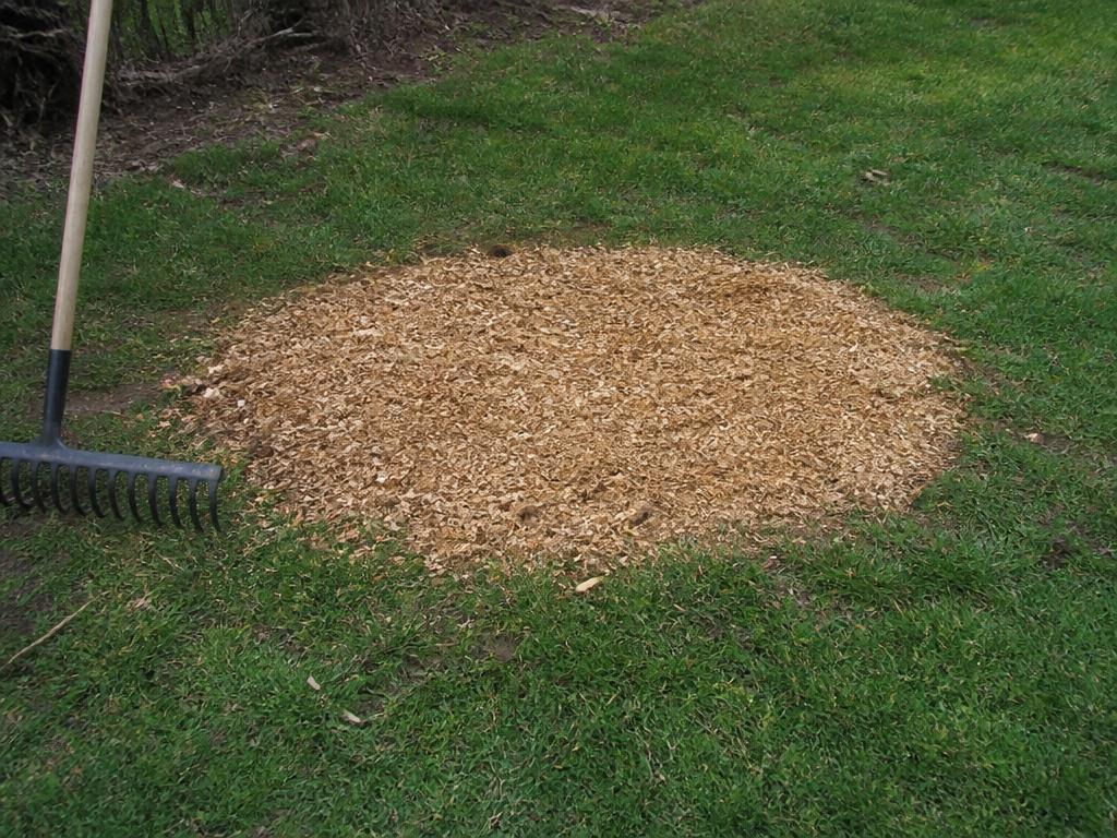 After stump grinding: wood chips raked level where the stump used to be